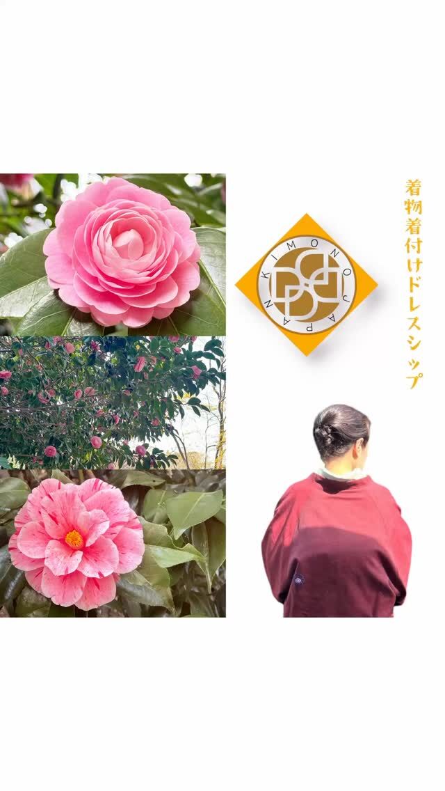 〰︎
こんにちは♪井の頭公園の花々が咲き乱れる少し前の時期ですが、お客さまは、ご主人のお母さまのコートを合わせていらっしゃいました✴︎お花の刺繍はお母さまお手製です！前後に八つはあったかしら⌘

お客さまは、この日、NHK FMラジオ収録でした☆『邦楽のひととき』で4/22〜4/29まで放送されているそうです！

NHKラジオ らじる★らじるでお楽しみください♬

💚💚💚💚

着付けのお支度承ります✴︎早朝料金無料✴︎✴︎✴︎

着物は着付けが命！どんなに高価な着物でもアンティーク着物や化繊着物だとしても着付け技能士（国家資格取得の名称）の着付けで見映えも着心地も決まります！！
着付けのお支度は国家資格一級取得と着付け講師一級、着物文化検定一級のドレスシップへ

体型や身長、着物サイズもみんな違います
あなたに合わせた着付けと着物の特徴を捉えた着付けで素敵に！そして1日を安心して過ごしましょう！！

リーズナブルな着物レンタルもしております！

🩷🩷🩷🩷

着付けレッスン毎日開講✴︎日時は自由設定✴︎✴︎✴︎

名古屋帯・袋帯は、他では学べない簡単に結べる帯結びです！前結びでもない、作り帯でもない、特別な器具も使わない。自分で着たの？と驚かれるくらい美しい仕上がりです♪

レッスン着物は、無料レンタルもご用意しております！

🍎お知らせ🍎
LINEで簡単予約（公式アカウント）
リンクからLINEへお越しくださいませ！
LINEで簡単予約👘
LINEで気軽にメッセージ📩
LINEなら電話も無料☎️
よくわからない時は、メールでも⭕️

着物を着せて欲しいです☆
着付けを習いたいです☆
メイクを教えてもらいたいです☆
ヘアセットを学びたいです☆
パーソナルカラー診断を受けたいです☆

♪お気軽にメッセージくださいね♪♪♪

#練馬出張着付け
#武蔵境出張着付け
#着物着付け教室
#着物着付けレッスン
#出張着付け
#練馬区着付け
#十三歳参り着付け予約
#ハーフ成人式着付け予約
#にぶんのいち成人式着付け予約
#ラジオ出演
#結婚式参列着付け予約受付
#メディア着付け予約受付
#訪問着着付け予約受付
#お茶会着付け予約受付
#入学式着付け予約受付
#三鷹
#三鷹駅
#三鷹市
#三鷹駅南口
#三鷹着付け
#武蔵野市出張着付け
#三鷹着付け教室
#吉祥寺着付け
#武蔵野市着付け
#武蔵野市
#調布出張着付け
#調布着付け
#武蔵境着付け
#きものきつけドレスシップ
#西東京市着付け